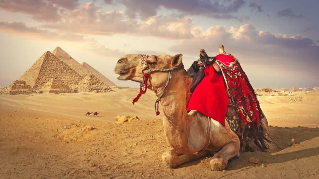 Egypt's pyramids with camel (Photo: Getty Images via Trafalgar).jpg