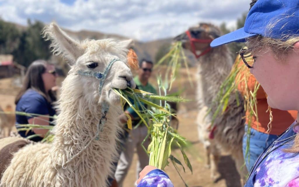 Junior Adventurer feeding an alpaca on Adventures by Disney's Peru tour