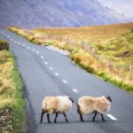 two sheep crossing a country road in Ireland