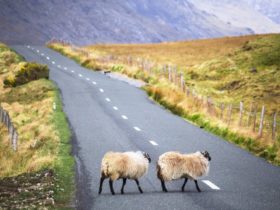 two sheep crossing a country road in Ireland