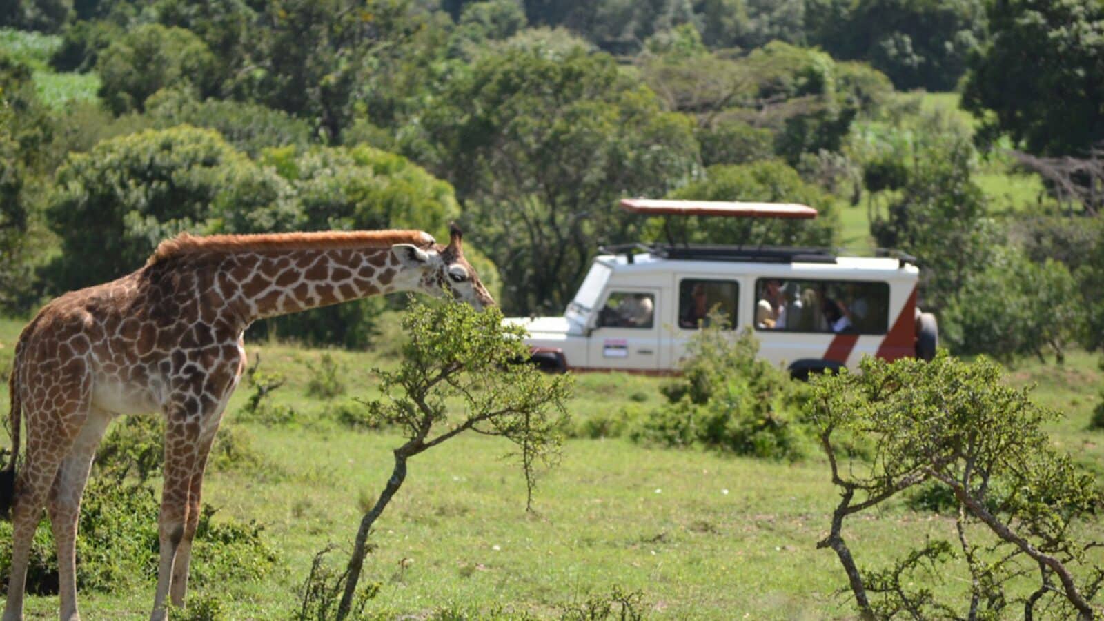 Globus safari vehicle with giraffe in foreground