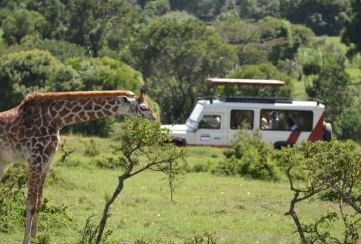 Globus safari vehicle with giraffe in foreground