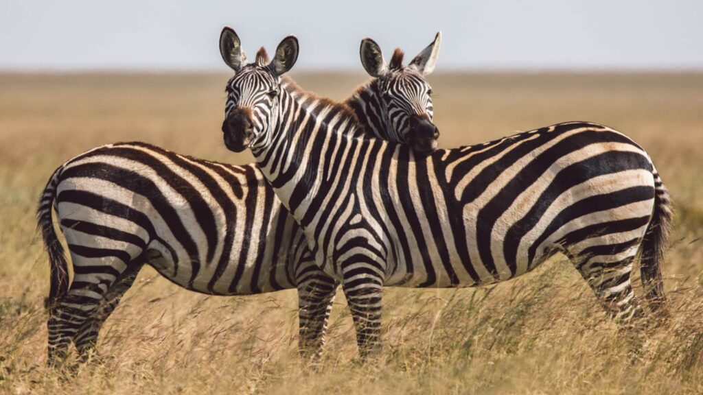 two zebras in Tanzania standing close to each other and gazing toward the camera