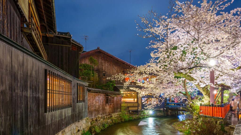 Cherry blossoms and traditional houses along the Shirakawa River in the evening in Kyoto, Japan