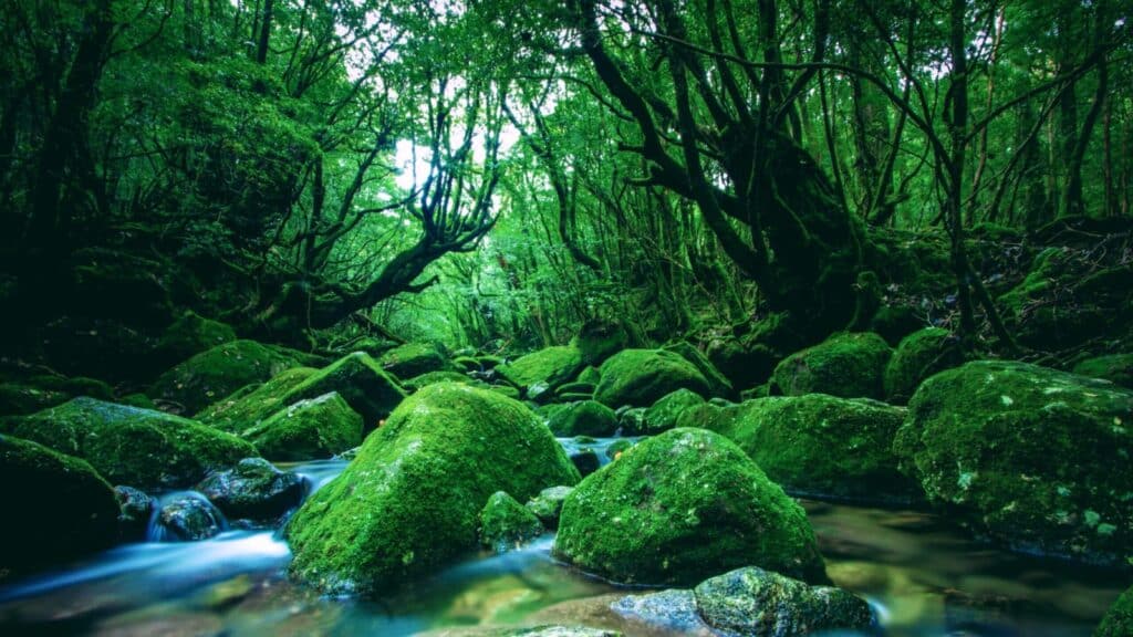 river flowing through richly green forest in Yakushima, Japan