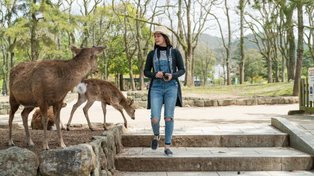 visitor in overalls looking at wild sika deer near kasuga Taisha in Nara japan