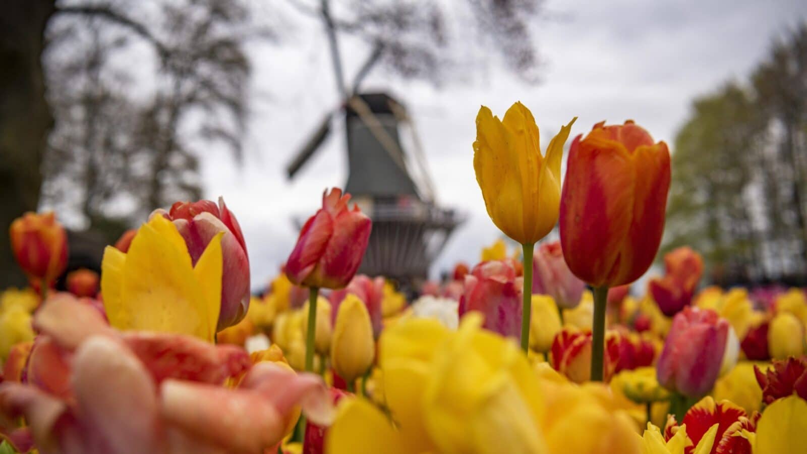 view of blooming tulips and windmill on the National Geographic Expeditions tour Holland and Belgium in Springtime by River Cruise
