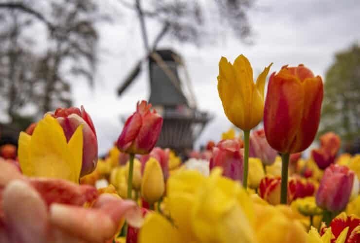 view of blooming tulips and windmill on the National Geographic Expeditions tour Holland and Belgium in Springtime by River Cruise