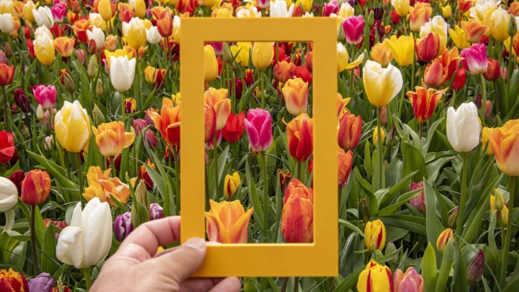 National Geographic rectangle in front of field of tulips on the Holland and Belgium in Springtime by River Cruise tour