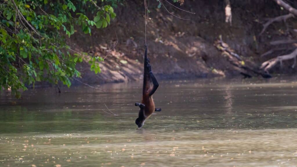 Dangling Spider Monkey at Cano Negro National Wildlife Refuge (Photo: Steven Diaz)
