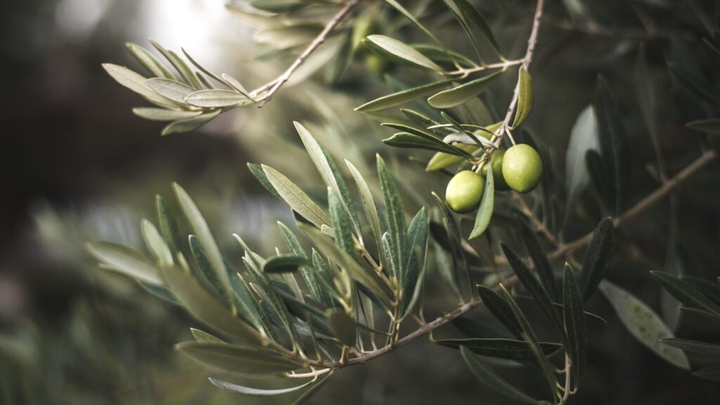 close up of green olive on an olive tree