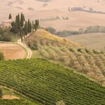 Rolling hills of Tuscany with olive orchard, farmhouse, and vineyards along with cypress trees