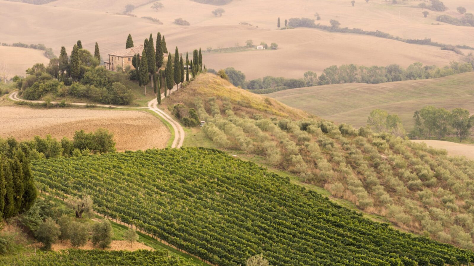 Rolling hills of Tuscany with olive orchard, farmhouse, and vineyards along with cypress trees
