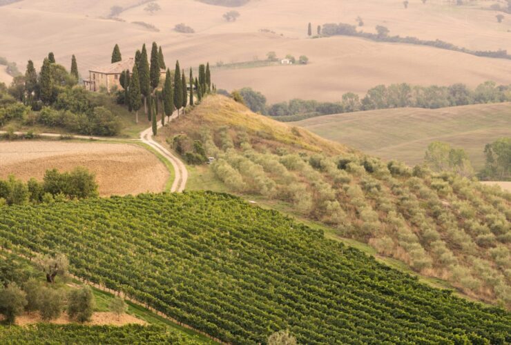 Rolling hills of Tuscany with olive orchard, farmhouse, and vineyards along with cypress trees