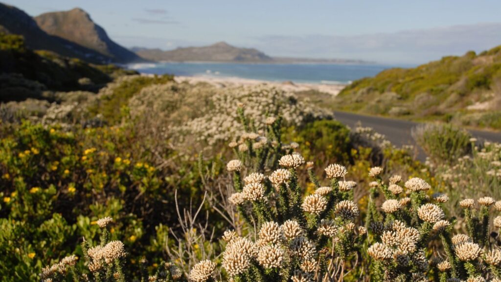 Cape of Good Hope with blooming fields of wildflowers in foreground