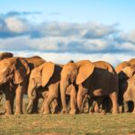 herd of elephants in Addo Park in South Africa