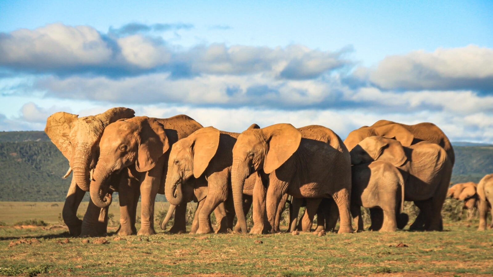 herd of elephants in Addo Park in South Africa