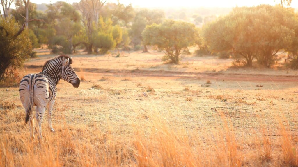 South African zebra in Kruger National Park