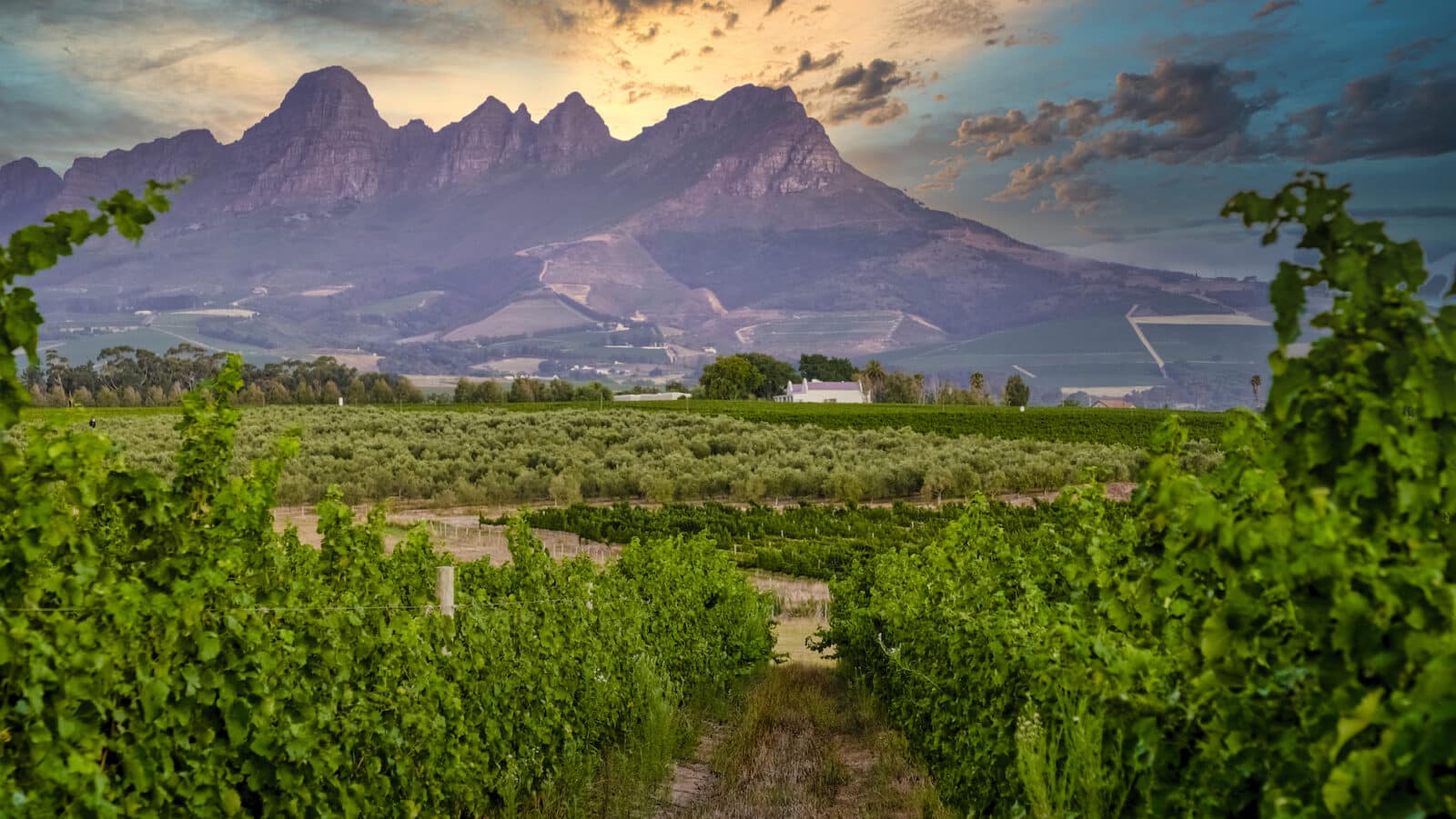 Vineyard landscape at sunset with mountains in Stellenbosch, near Cape Town, South Africa. wine grapes on vine in vineyard,