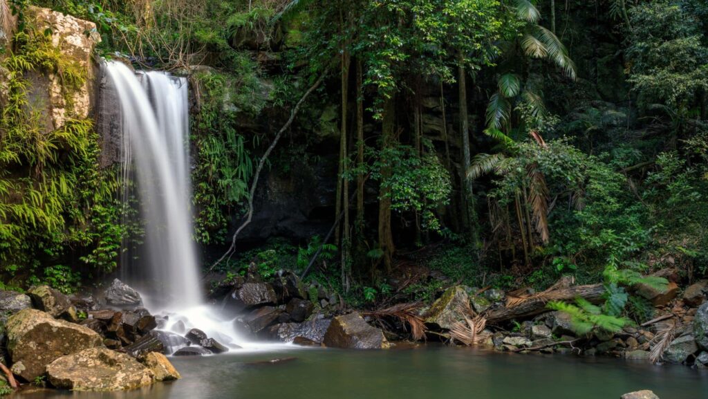 Lush green rainforest and flowing waterfall in sub-tropical rainforest Queensland, Australia