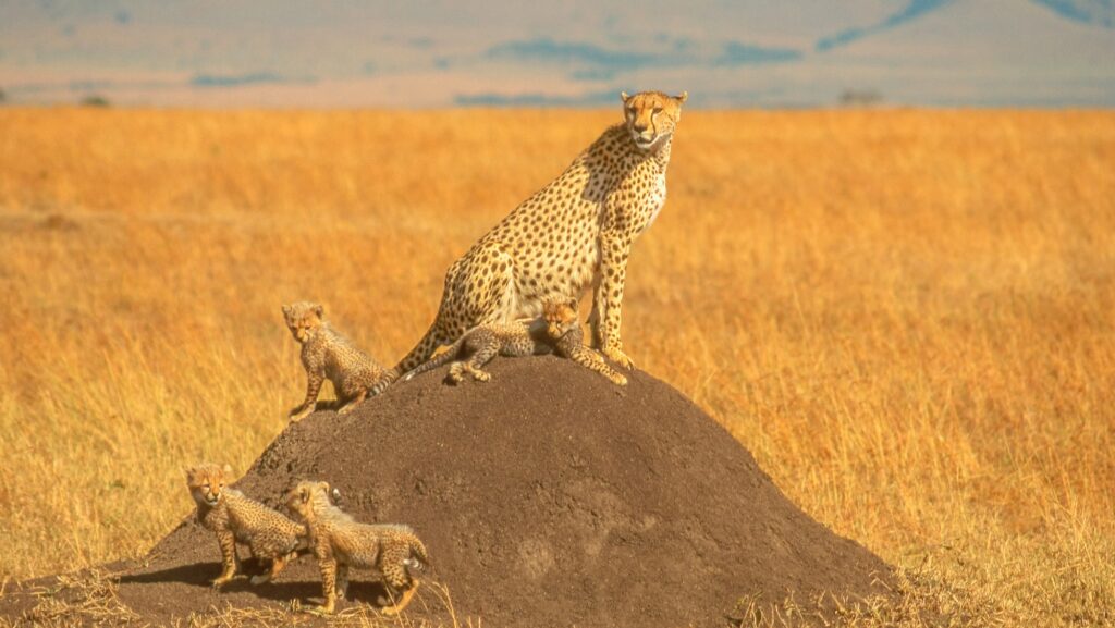 A female cheetah with her four cubs in the Maasai Mara National Reserve in Kenya.