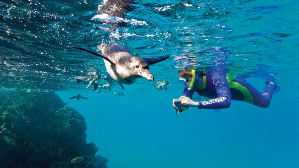 Adult Galapagos penguin hunting fish underwater as a guest snorkels and photographs his activity in Galapagos Islands, Ecuador