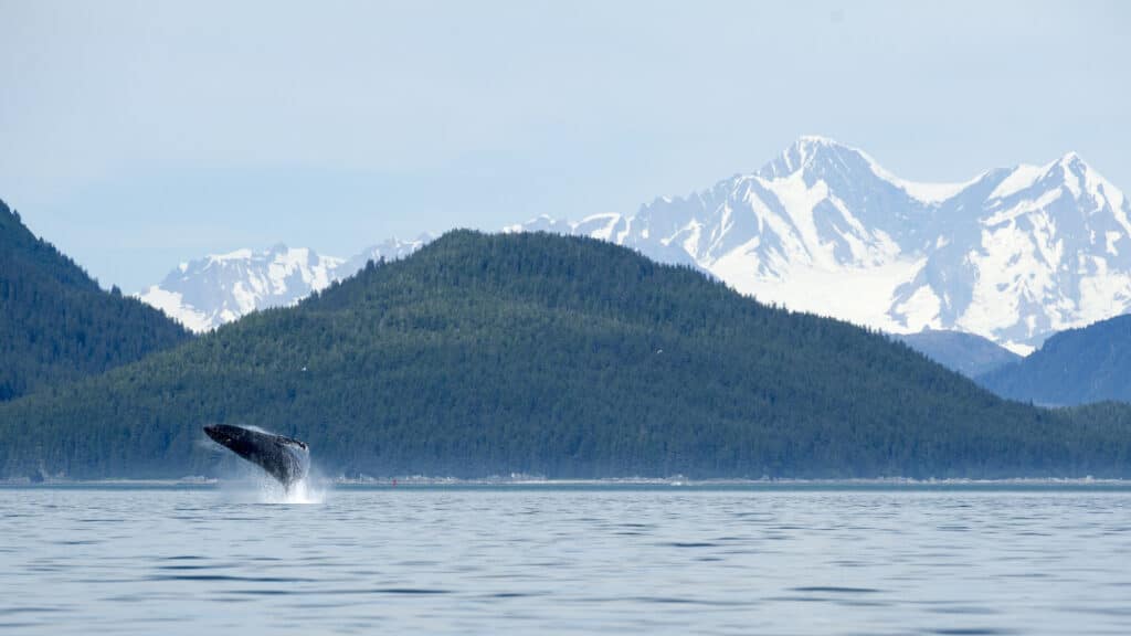 Smithsonian summer tour to Alaska humpback whale breaching