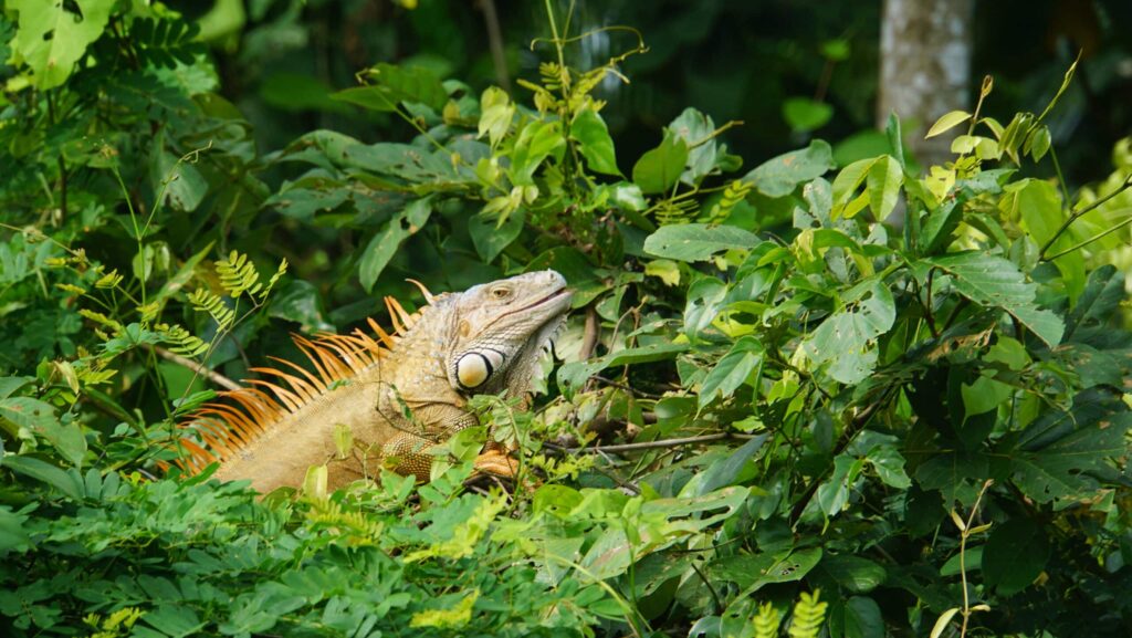 Iguana in tree in Tortuguero National Park on a Trafalgar tour of Costa Rica