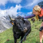 hiker greeting a cow in the Alps on a Backroads trip