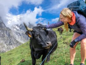 hiker greeting a cow in the Alps on a Backroads trip