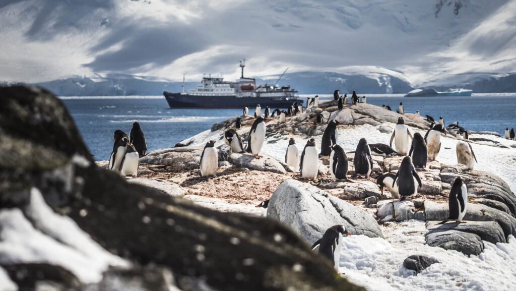 Gentoo penguins on a rocky outcropping with an Oceanwide Expeditions ship in the distance in Antarctica 