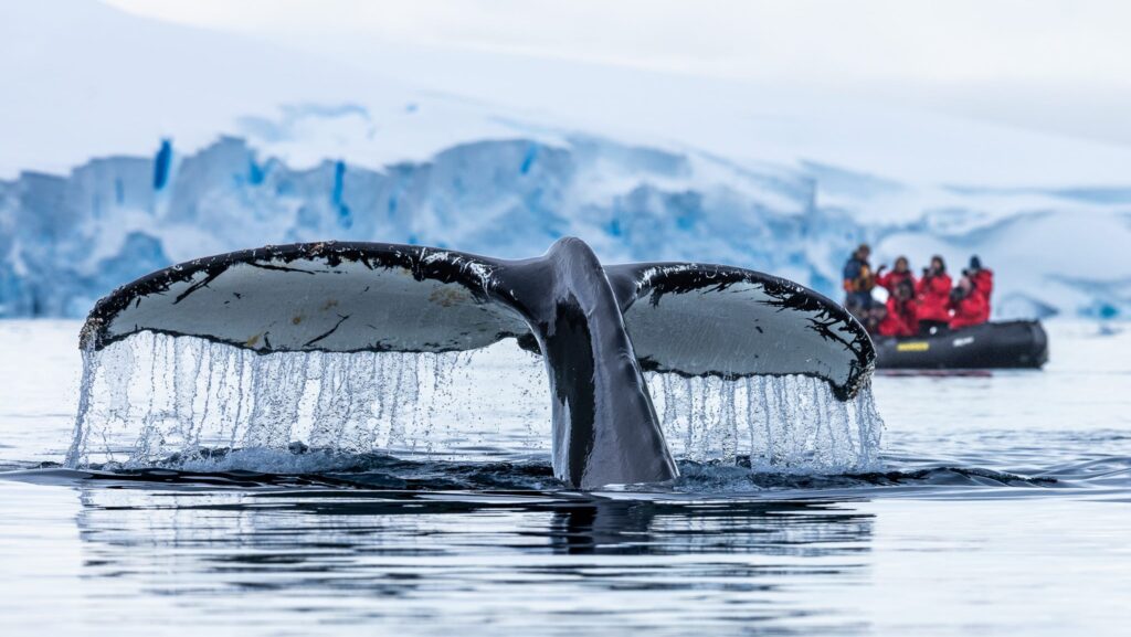 A whale tail extending out of the water while passengers in a Zodiac observe nearby