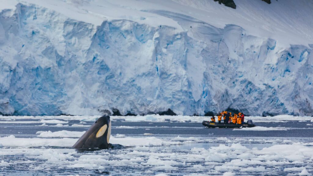 A killer whale emerging from icy water while people in a Zodiac observe