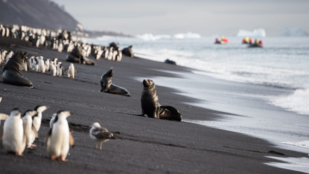 Seals, penguins, and birds on a dark sand beach as people in Zodiacs approach