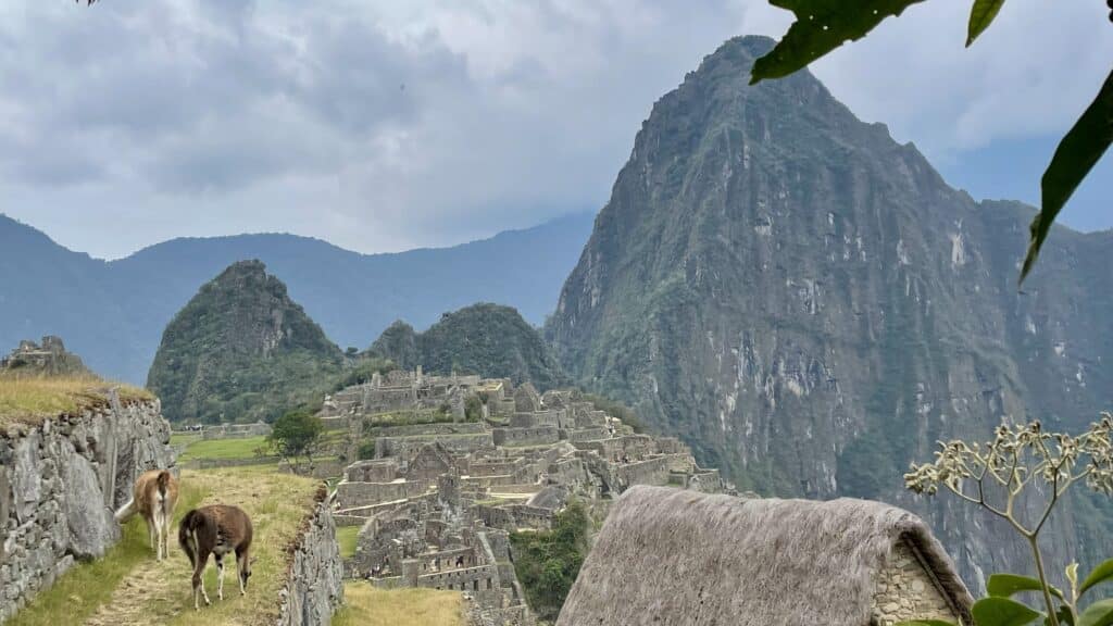 llamas at Machu Picchu
