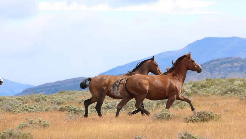 Two horses running through a grassy meadown with mountains in the distance