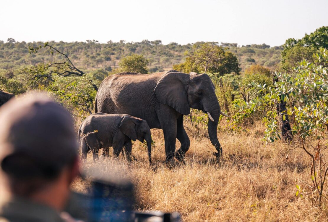 A man looking at an adult and baby elephant