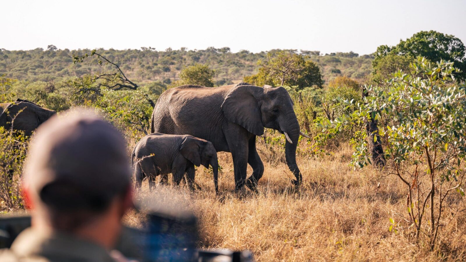A man looking at an adult and baby elephant