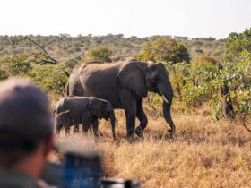 A man looking at an adult and baby elephant