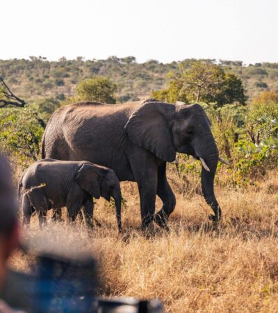 A man looking at an adult and baby elephant