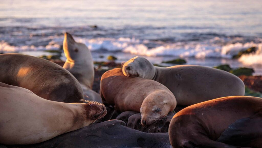 Seals at sunset in the Galapagos Islands