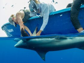 Earthwatch Expeditions scientists tagging a shark in Belize