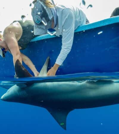 Earthwatch Expeditions scientists tagging a shark in Belize
