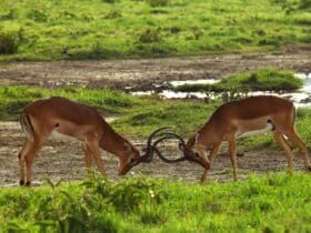 Young male impala engage in a joust (Photo: Dave Parfitt)