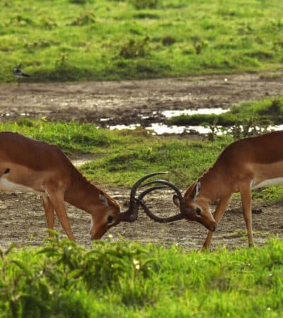 Young male impala engage in a joust (Photo: Dave Parfitt)