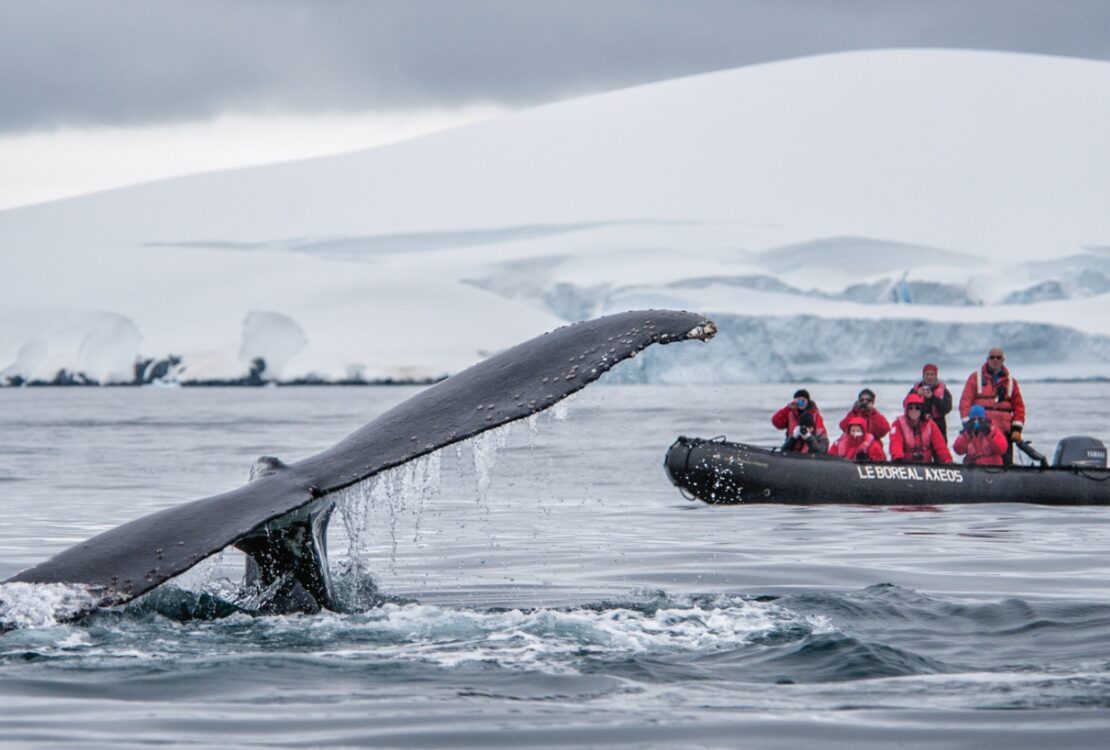 A Zodiac in Antarctica observing a whale