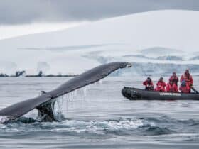 A Zodiac in Antarctica observing a whale