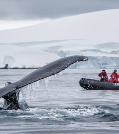 A Zodiac in Antarctica observing a whale